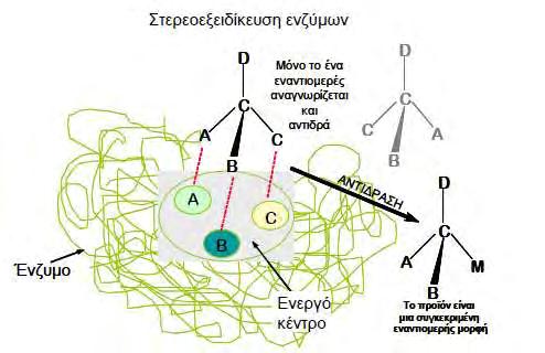 φύση συνήθως υπάρχει μια από τις δυο εναντιομερείς μορφές μιας ένωσης. Έτσι τα αμινοξέα υπάρχουν κυρίως στην L μορφή, ενώ τα σάκχαρα είναι βασικά D διαμόρφωσης.