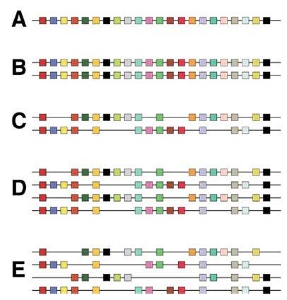 Whole genome duplication Αρχικό γονιδίωμα Διπλασιασμένο γονιδίωμα: