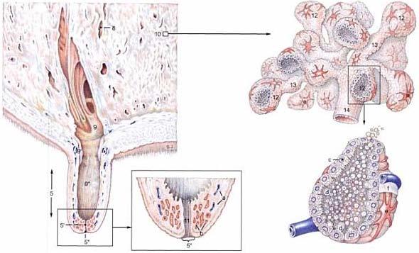 IZLUČIVANJE MLIJEKA lobuli glandulae mammariae prava mjesta stvaranja i sekrecije mlijeka lobi glandulae mammarie Mlijeko otječe u intralobularne cjevčice koje se spajaju u veće Vodovi odvode mlijeko