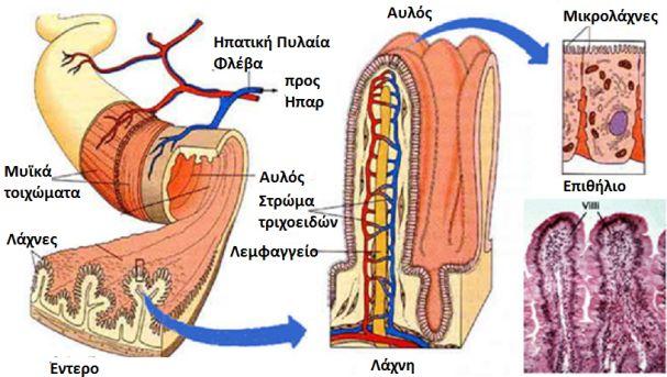 β) Λεπτό έντερο Διατηρεί