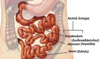 εντέρου Μεγιστοποιεί την