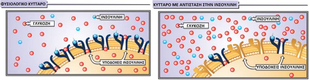 Ρύθμιση σακχάρου στο αίμα.