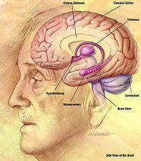 3) Νευρικό Σύστημα Η έλλειψη του Αυξητικού Παράγοντα Νεύρων (NGF)* Συμβάλλει σε Διαταραχές όπως: Άνοια Νόσος του Alzheimer Νόσος του Parkinson Ο NGF μειώνεται με το