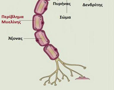Το περίβλημα μυελίνης καταστρέφεται σε αυτοάνοσα νοσήματα όπως η