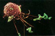Δραστικότητα NK cells.