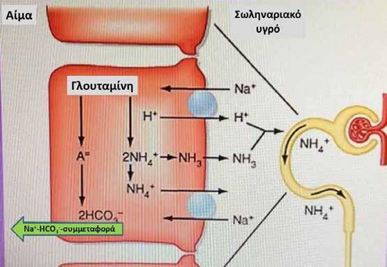 40 Εικόνα 12: Μεταβολισµός γλουταµίνης Μία άλλη επίσης σηµαντική συµβολή του ήπατος στη ρύθµιση της οξεοβασικής ισορροπίας είναι και η παραγωγή µορίων µε ρυθµιστική ικανότητα (buffers), όπως είναι η