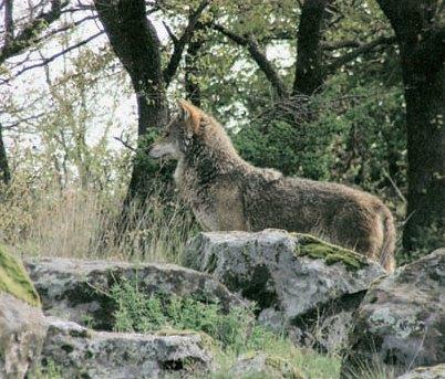 Κεφάλαιο 22ο Η χλωρίδα και η πανίδα της Ελλάδας Στο κεφάλαιο αυτό θα μάθετε: τι είναι η χλωρίδα και η πανίδα για