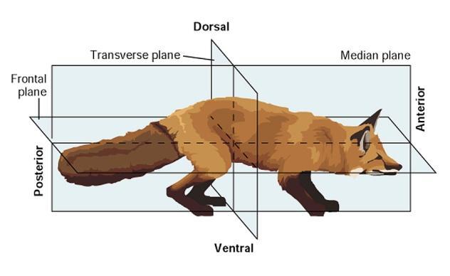 Όροι ανατομίασ Εμπρόςκιο (Anterior) :Head end (front side in upright man) Οπίςκιο (Posterior) :Tail end (back side in upright man) Ραχιαίο (Dorsal) :Back side Κοιλιακό (Ventral)