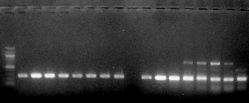19 האלקטרופוריזה לאחר PCR איננה רלוונטית מבחינה כמותית. ב- cpcb המקטעים באורך הנכון )268 בסיסים(. כמוסבר לעיל, הזיהום הגבוה ב- RNA נובע מהגברה גבוהה ב- PCR, ולפיכך הזיהום חסר משמעות. )איור 7(.