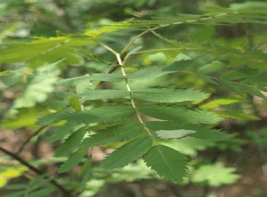 1) Quercus pubescens, 2) Carpinus