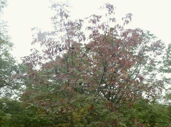 Pyrus pyraster, 5) Sorbus