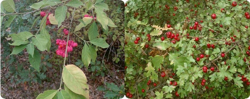 sanguinea, 3) Euonymus latifolius,