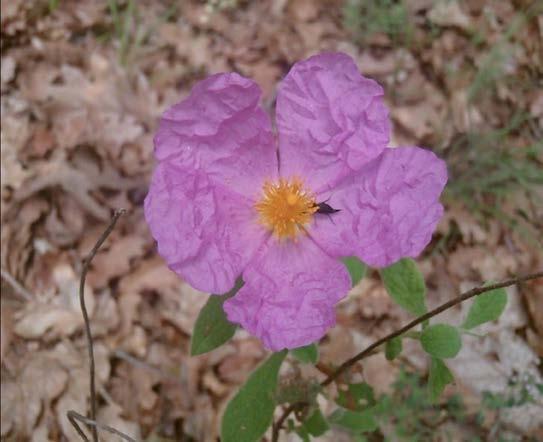caprifolium, 6)Cistus creticus