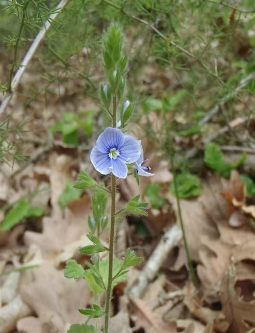 1) Lathyrus laxiflorus 2)