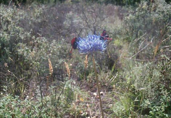 2) Jasione heldeichii,