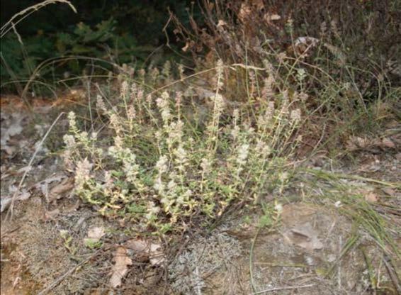 4) Hypericum olympicum,