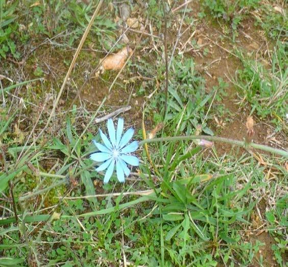 Cichorium intybus 4) puntia ficusindica