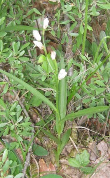 Cephalanthera longifolia