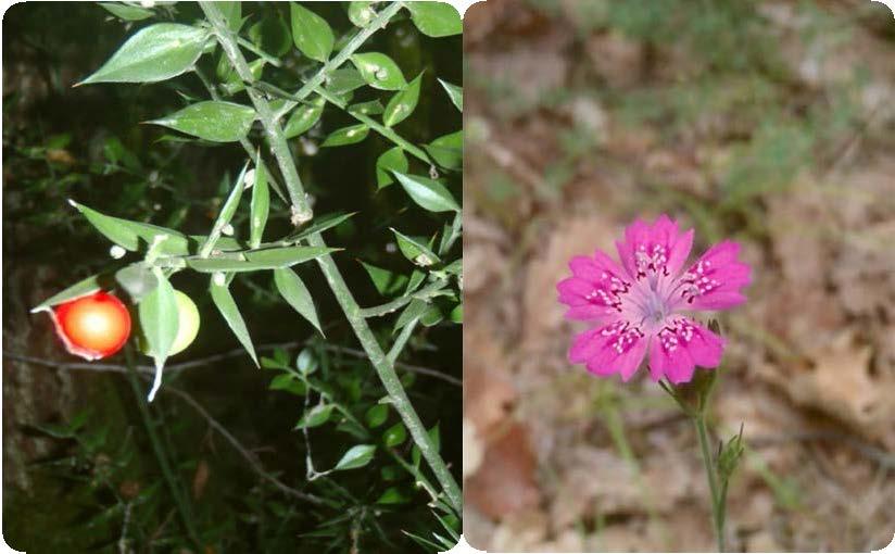 παγκόσμιο κατάλογο IUCN), 3) uscus aculeatus (Περιλαμβάνεται