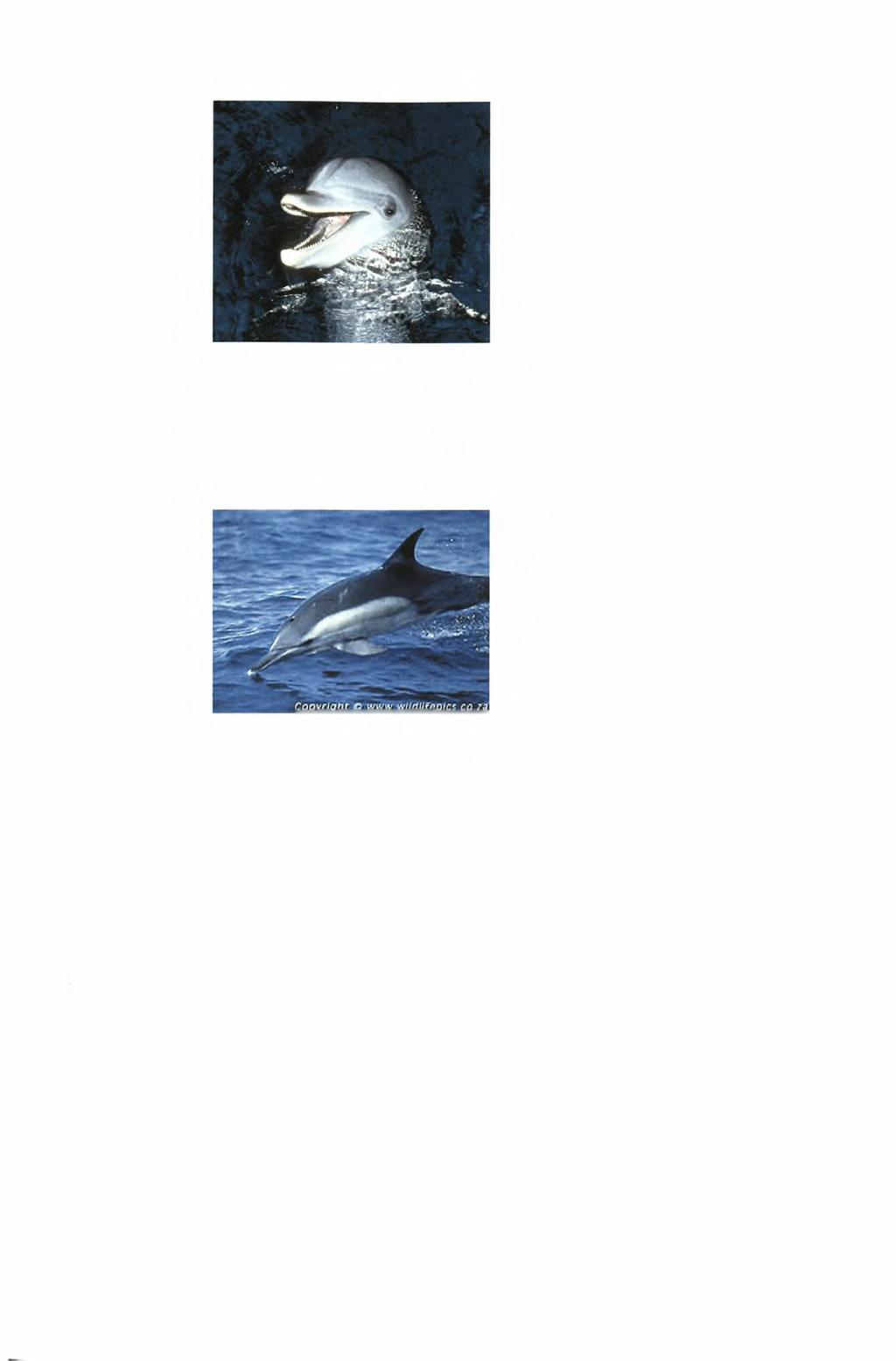 Φώτο 22 Tursiops tnmcatu Φώτο 23 Delphinus delphis Θαλάσσιος χώρος Οι καταγραφές της χλωρίδας του βενθικού περιβάλλοντος όσον αφορά το σκληρό υπόστρωμα συμπληρώθηκαν από νεότερα στοιχεία ενώ για