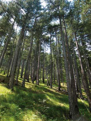 ίδια ζώνη υπάρχουν δάση οξιάς και μεμονωμένα δένδρα δασικής