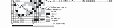 MODELLING THE DISTRIBUTION OF THE EUROPEAN POLECAT MUSTELA PUTORIUS IN A MEDITERRANEAN AGRICULTURAL LANDSCAPE MODELLING THE DISTRIBUTION OF THE EUROPEAN POLECAT MUSTELA PUTORIUS IN A MEDITERRANEAN