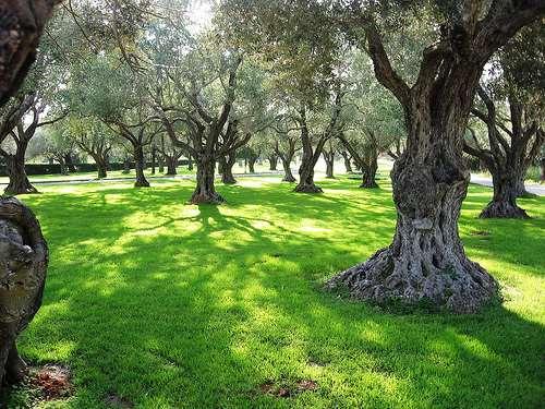 2 Μικροκλίμα και κτίριο Μικροκλίμα και σκίαση Η σκίαση, η οποία παρέχεται από ένα δέντρο, είναι καλύτερη από οποιοδήποτε σκίαση μπορούν να προσφέρουν τεχνητές διατάξεις σκιασμού.