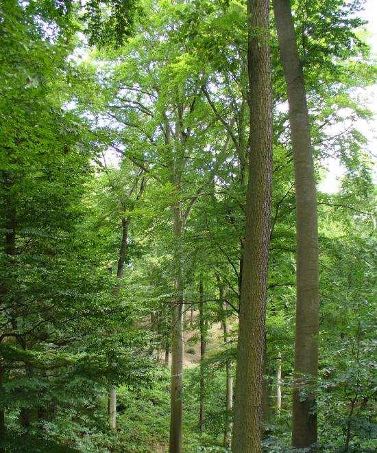 2 Μικροκλίμα και κτίριο Μικροκλίμα και σκίαση Επιπρόσθετα: Ένα δέντρο φυτεμένο σε κατάλληλη θέση κοντά στον συμπυκνωτή μιας κλιματιστικής μονάδας δύναται να αυξήσει αποφασιστικά το συντελεστή