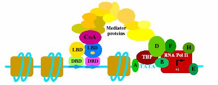 Έλικα Η12 A/B C D E AD F Ligand binding domain AF-1 DNA binding NLS -nuclear Δέσμευση του προσδέτη (Activation Function-1) domain localization signal AF-2 Μεταγραφική ενεργοποίηση Δέσμευση στο