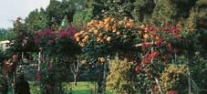 τους. Όταν είναι φυτεμένες πυκνά σε μια σειρά δίπλα στο συρματόπλεγμα ή τα κάγκελα, τα κλαδιά τους μπλέκονται και σχηματίζουν ένα απροσπέλαστο χώρισμα γεμάτο τριαντάφυλλα.