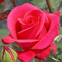 Τα άνθη της είναι άφθονα, ωραίου σχήματος, σε έντονο ροζ χρώμα και με γλυκό άρωμα. Φύλλωμα ματ και ορθή και πυκνή βλάστηση. Ανθίζει συνέχεια. 002.