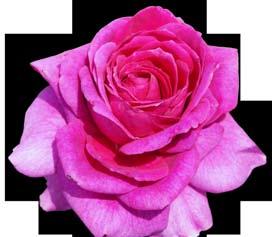 Η πλούσια ανθοφορία της παρουσιάζει αυτή την όμορφη διχρωμία του ροζ και η ανάπτυξή της είναι ορθή με πλούσιο