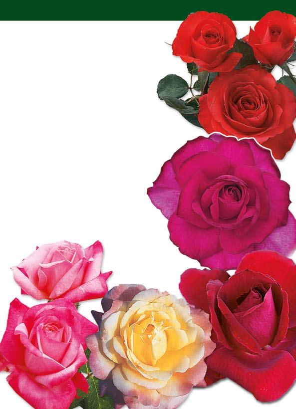 με μεγάλα τριαντάφυλλα 330.00 ΧΟΛΣΤΑΪΝ ΠΕΡΛ / HOLSTEINPERLE (Kordiam): Ποικιλία με φωτεινό πορτοκαλοκόκκινο χρώμα. Τα τριαντάφυλλά της έχουν όμορφο σχήμα και είναι κατάλληλα για το ανθοδοχείο.