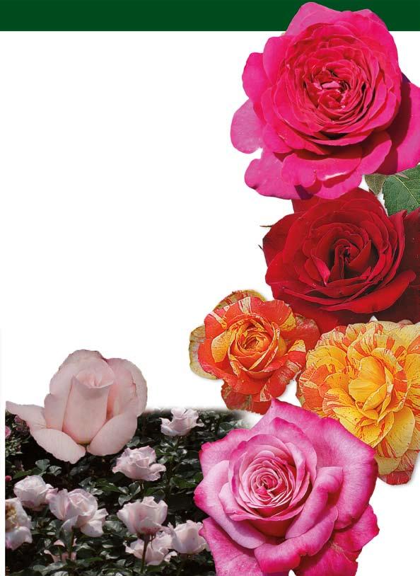 με μεγάλα τριαντάφυλλα 105.70 ΠΟΡΦΥΡΗ ΓΟΗΤΕΙΑ / HARME POURPRE: Η νέα αυτή ποικιλία εντυπωσιάζει με το μέγεθος, τη δυνατή της βλάστηση και την αντοχή της.