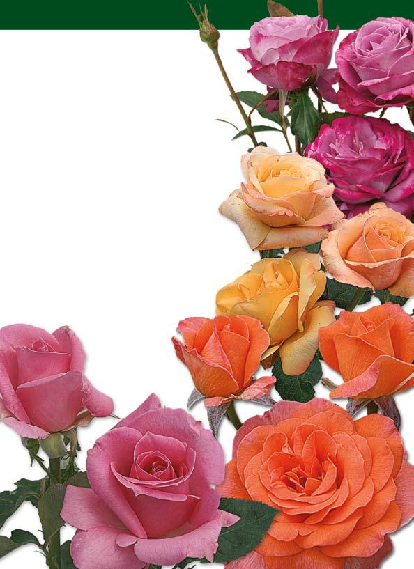 με μεγάλα τριαντάφυλλα 374.00 ΜΠΛΕ ΠΟΤΑΜΟΣ / LUE RIVER (Korsicht): Καταπληκτική ποικιλία με πλούσια και πυκνή ανθοφορία. Το άνθος είναι μετρίου μεγέθους με πολλά πέταλα σε αραιά μπουκέτα.