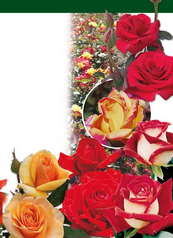 με μεγάλα τριαντάφυλλα 165.00 ΚΟΚΚΙΝΟΣ ΘΗΣΑΥΡΟΣ: Φυτό φουντωτό με πλούσια βλάστηση και ανθοφορία. Άνθη σε κόκκινο βελούδο με υπέροχο σχήμα και σαρκώδη πέταλα. Ανθίζει συνέχεια.