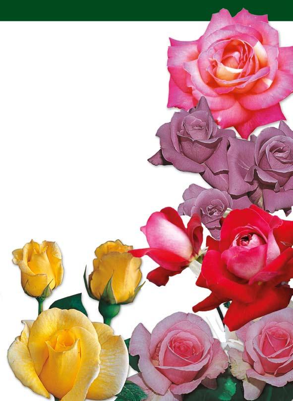 με μεγάλα τριαντάφυλλα 099.00 ΕΙΡΗΝΗ ΤΟΥ ΣΙΚΑΓΟΥ: Θαυμάσιος φουντωτός θάμνος με υγιές γυαλιστερό φύλλωμα. Υπέροχα τριαντάφυλλα με πολλά πέταλα κίτρινα στην βάση και ροζ φούξια στην άκρη των πετάλων.