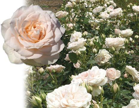 Τριανταφυλλιές με τριαντάφυλλα σε μπουκέτα Ο κάθε βλαστός από τις ποικιλίες αυτής της κατηγορίας καταλήγει σ' ένα μπουκέτο από τριαντάφυλλα που ανοίγουν διαδοχικά.