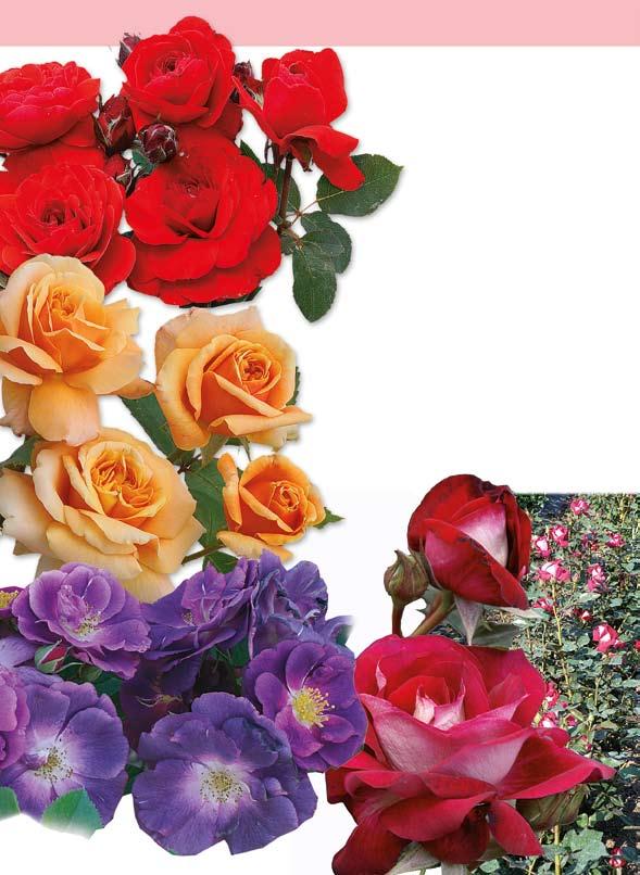 με τριαντάφυλλα σε μπουκέτα 289.00 ΣΑΛΠΙΓΚΤΗΣ: Φουντωτό και πολύ ανθοφόρο φυτό. Πανέμορφη ποικιλία με υπέροχα διπλά τριαντάφυλλα σε ιδιαίτερα φωτεινό κόκκινο χρώμα.