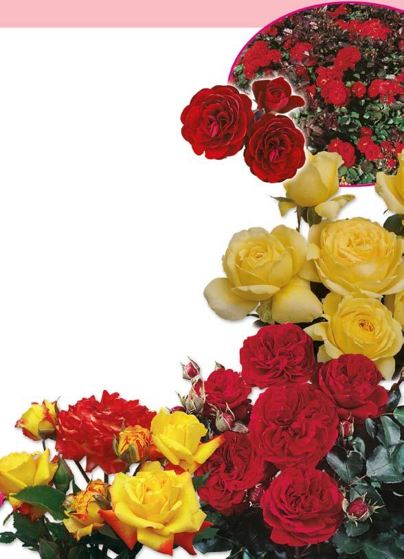 Τριανταφυλλιές με τριαντάφυλλα σε μπουκέτα 366.00 Lavaglut 5,60 γυμνόριζο 6,10 με μπάλα τύρφης 6,60 σε γλάστρα 2lt 366.