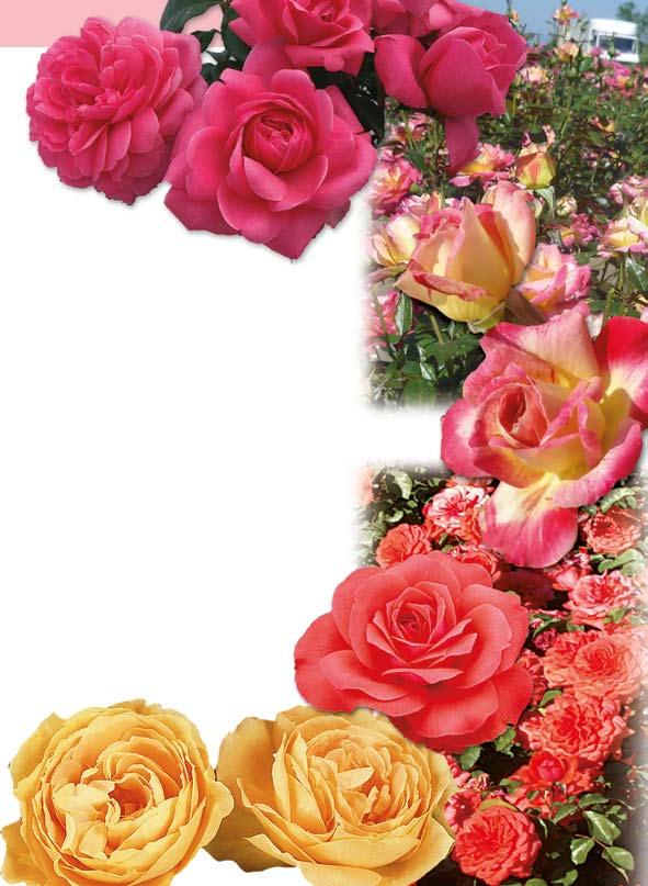 424.00 erleburg 5,60 γυμνόριζο 6,10 με μπάλα τύρφης 6,60 σε γλάστρα 2lt 424.00 ΜΠΕΡΛΕΜΠΟΥΡΓΚ / ERLEURG (Poulbella) : Ψηλό φυτό, φουντωτό με υπέροχα διπλά τριαντάφυλλα σε βαθύ ροζ χρώμα.