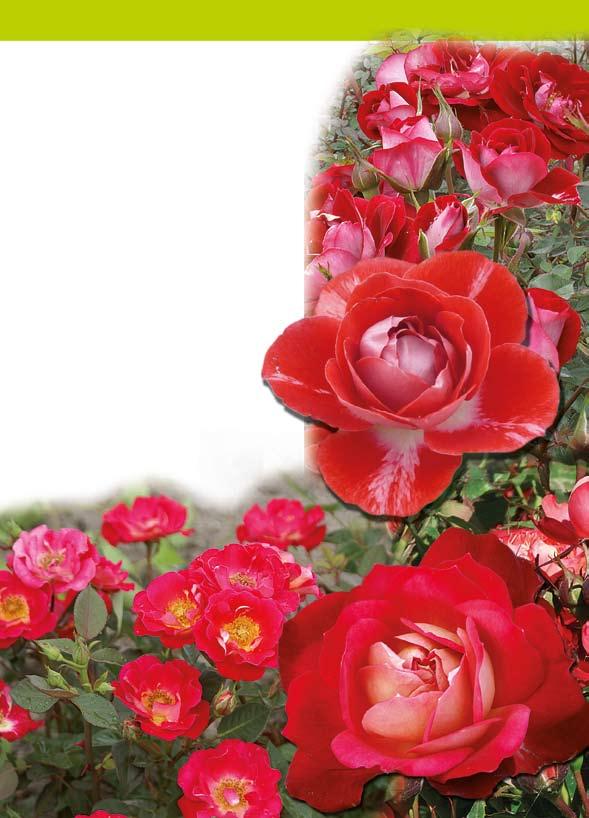 Μινιατούρες Τριανταφυλλιές Οι Μινιατούρες είναι πολύ χαμηλές τριανταφυλλίτσες με ύψος που δεν ξεπερνά τα 40 εκ. Παράγουν σε μεγάλη αφθονία μικρά τριαντάφυλλα που η διάμετρός τους είναι 4-5 εκ.