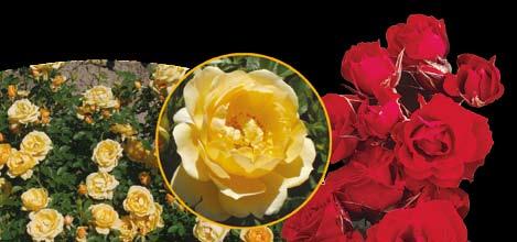 μπουκέτα των τριαντάφυλλών της που παρουσιάζουν ιδιαίτερη πολυχρωμία σε τόνους του ροζ- λιλά.
