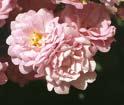 00 ΡΟΥΜΠΙΝΙΑ / RUINI : Πολλά πορφυρά φούξια μικρά τριαντάφυλλα σε ένα θάμνο πυκνό με πλούσιο και ανθεκτικό