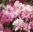 00 ΣΟΥΙΤ ΡΟΟΥΖ / SWEET ROSE : Ιδιαίτερα φουντωτό φυτό με σκούρο υγιές φύλλωμα. Άφθονη ανθοφορία με τριαντάφυλλα σε απαλό ροζσομόν χρώμα. Ανθίζει συνέχεια. 196.