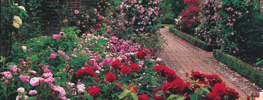 Τα τριαντάφυλλα των ποικιλιών αυτής της κατηγορίας μοιάζουν πολύ με τα παλιά τριαντάφυλλα (εκατόφυλλα) με σχήμα κούπας ή ρόδακα συχνά με πολυάριθμα μικρά πέταλα στο κέντρο.