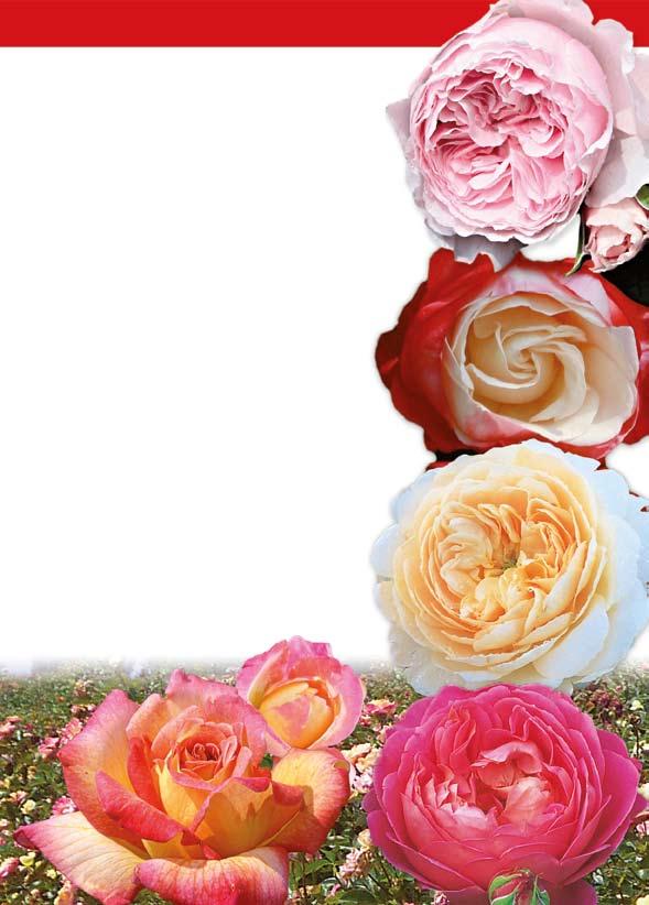 715.00 ΓΚΑΡΝΤΕΝΤΡΑΟΥΜΕ / GARTENTRAUME (Tan97281): Υπέροχο ρομαντικό ρόζ τριαντάφυλλο με πλούσιο άρωμα σε σχήμα κούπας. Εύρωστος φουντωτός θάμνος με υγιές φύλλωμα. Ανθίζει συνέχεια. 716.