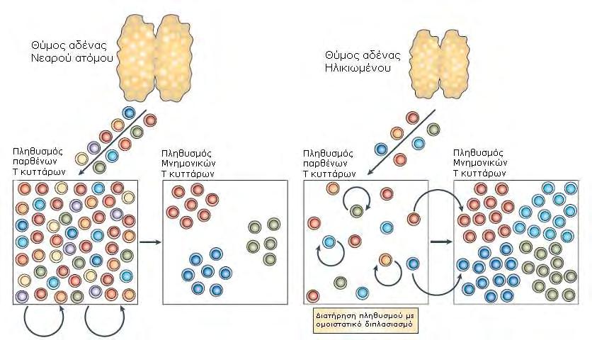Εικόνα 8. Η υποστροφή του θύμου αδένα έχει ως αποτέλεσμα την παραγωγή λιγότερων παρθένων Τ κυττάρων τα οποία διατηρούνται με ομοιοστατικό πολλαπλασιασμό.