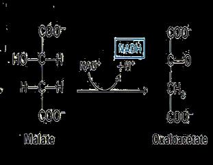 8 התוצר הסופי של מעגל קרבס הינו מולקולת ה-, oxaloacetate אשר מוכנה להתניע שוב את מעגל קרבס בעזרת חיבור למולקולת AcetylCoA חדשה ולהתחיל את כל התהליך מחדש.