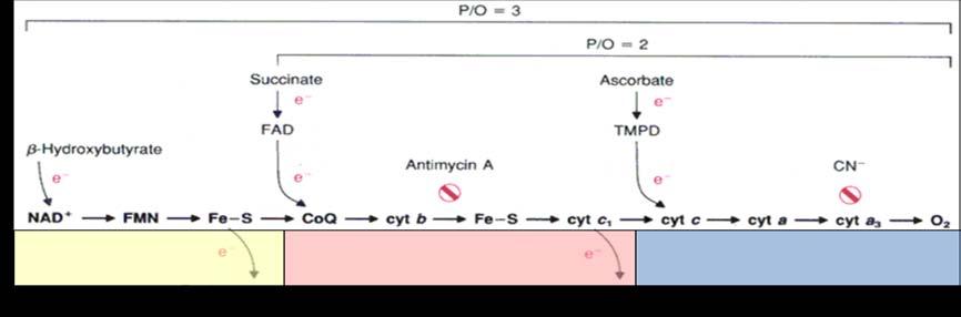 synthase כימות גרדיאנט הפרוטונים: היחס P/O על מנת לקבוע את יעילותו של התהליך יש לכמת את האנרגיה הנלכדת בצורה של ATP כחלק מהאנרגיה הכללית המשוחררת בתהליך החמצון של הסובסטרט.